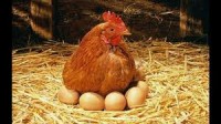 /album/huevos-la-gallina-de-oro-/images-jpg/